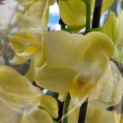 Orchidea