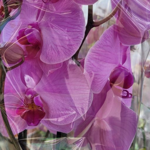 Orchidea