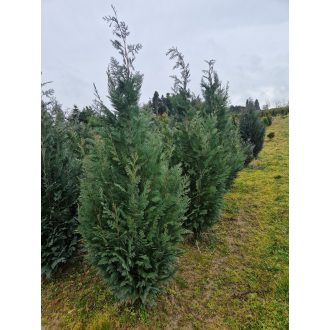 Kék hamisciprus 'columnaris Blue' 150/175