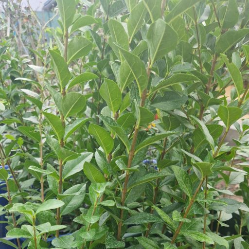 Közönséges fagyal