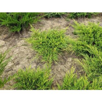 Hibrid boróka ‘Old Gold’ 80/100