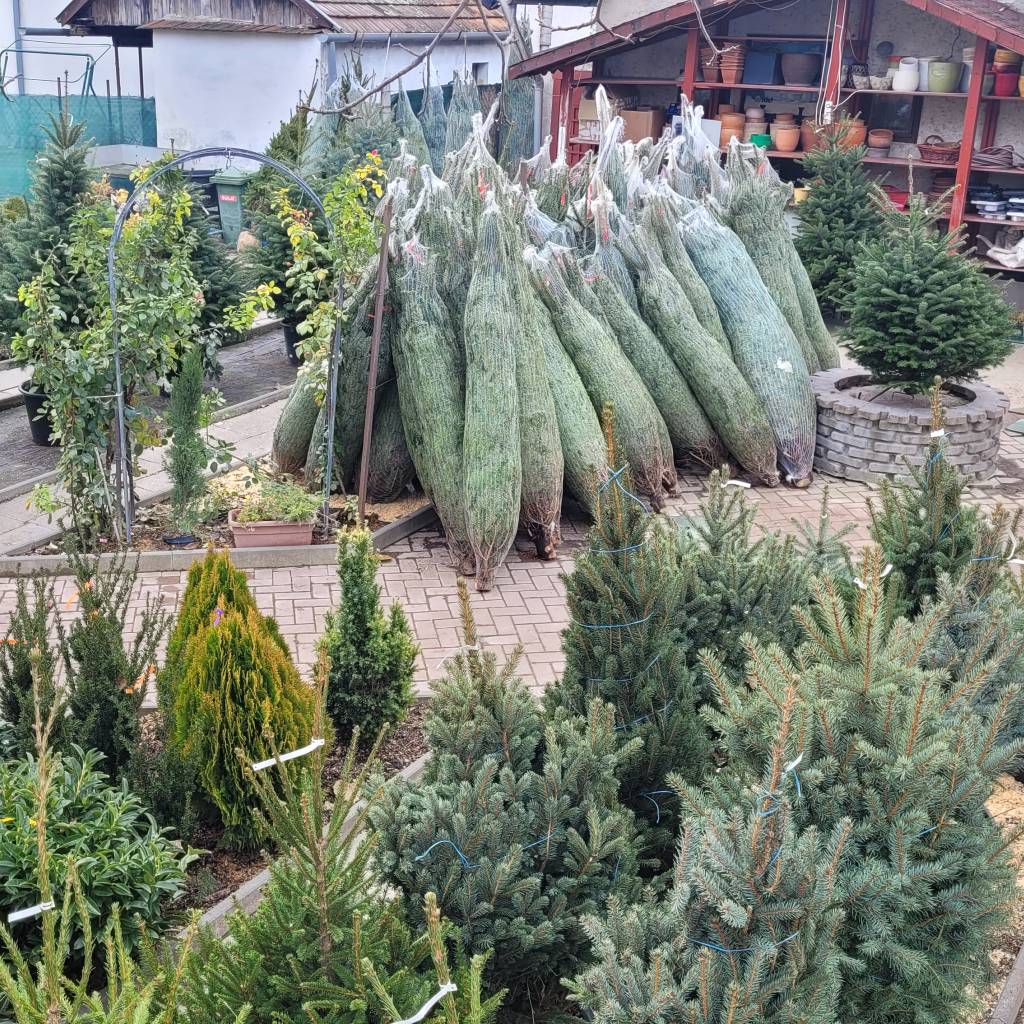  Hogy kerül a karácsonyfa a kertészetbe? – Kulisszatitkok a fenyőfa vásár mögött