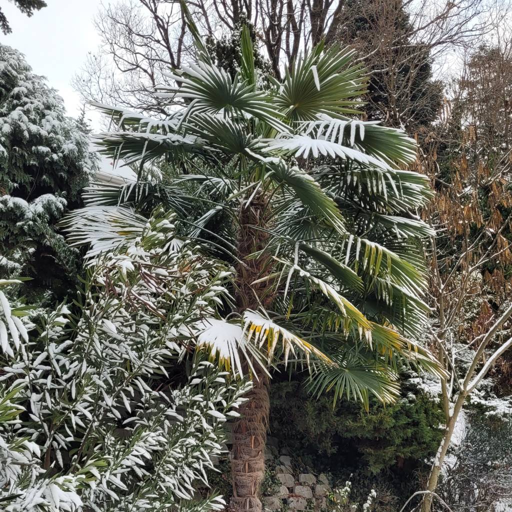 ️ Kell-e még takarni? – Mediterrán növények teleltetése a magyar kertekben